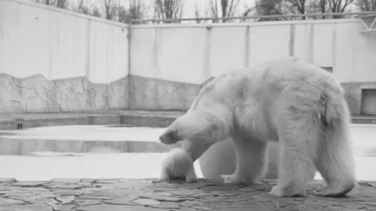 Read more about the article Polar Bear Takes Cute Cub On 1st Outdoor Walk And Stops It Falling In Pool