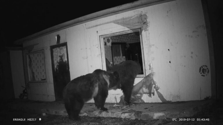 Read more about the article Hungry Bear Climbs Through Mans Window For Food Before Returning With Pal