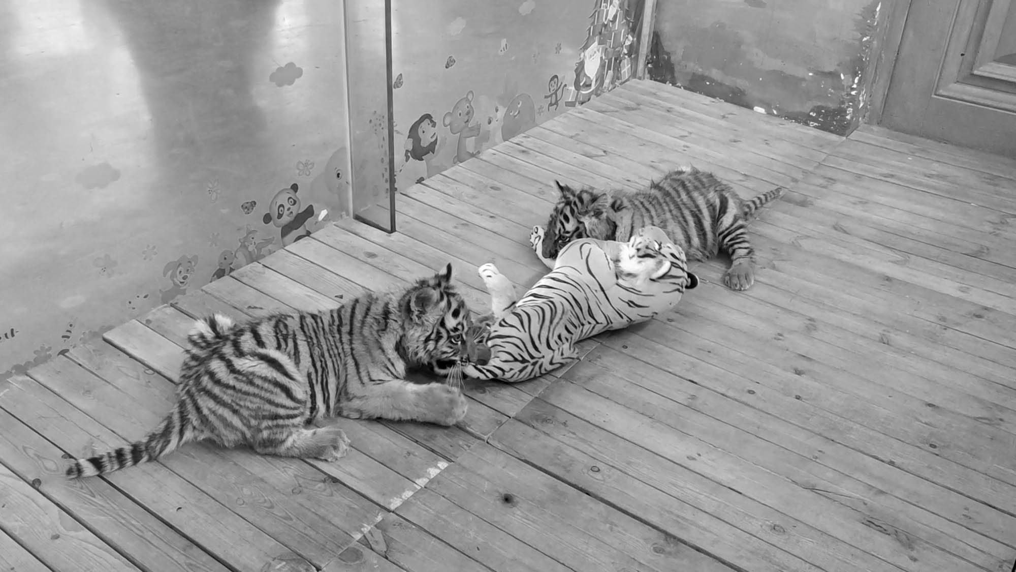 Read more about the article Moment 2 Cute Siberian Tiger Cubs Wrestle With Stuffed Tiger Toy