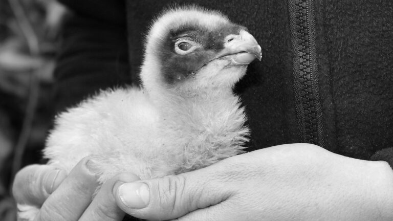 Read more about the article Unwanted Bearded Vulture Chick Adopted By Loving Parents