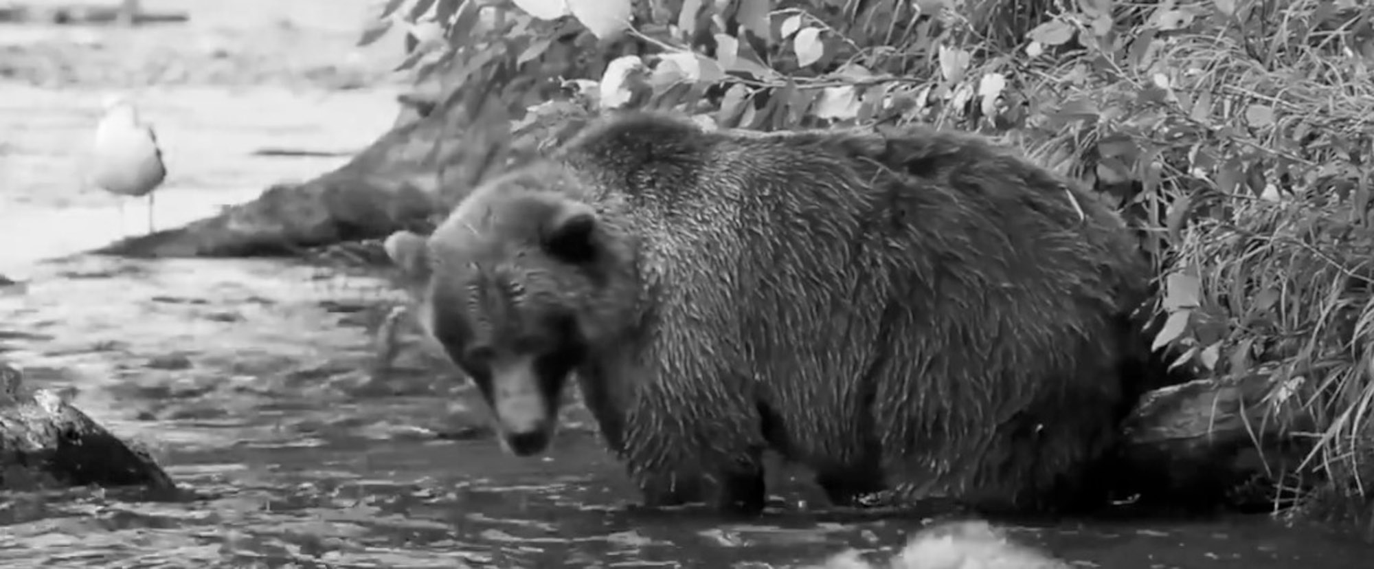 Read more about the article Clumsy Brown Bear Drops Juicy Fresh Salmon Back Into Alaskan River