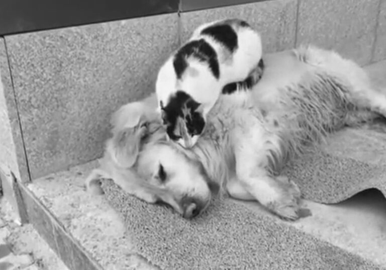 Read more about the article Cat Massages Back Of Sleeping Doggie Pal