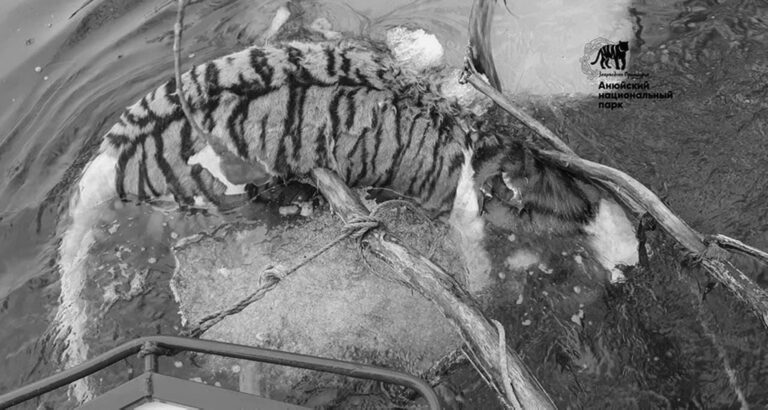 Read more about the article Endangered Tiger Found With Head Cut Off In Russian National Park