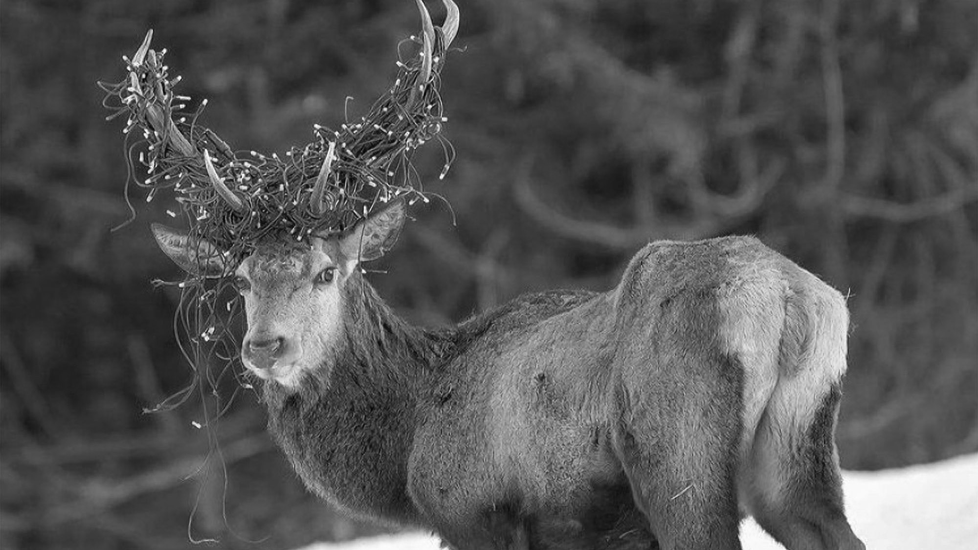 Read more about the article Wildlife Photographer Captures Deer With Christmas Lights Wrapped Around Its Antlers