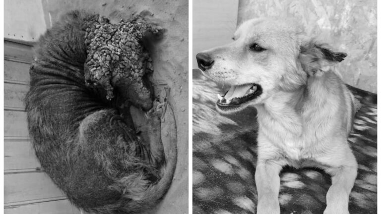 Read more about the article Incredible Transformation From Dog Waiting To Die Into Happy Smiling Pooch