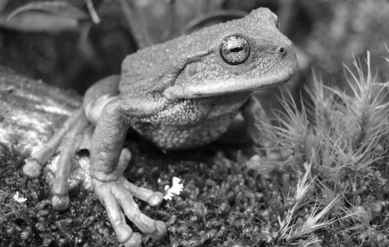 Read more about the article Scientists Discover New Species Of Frog In The Amazonian Region Of Peru