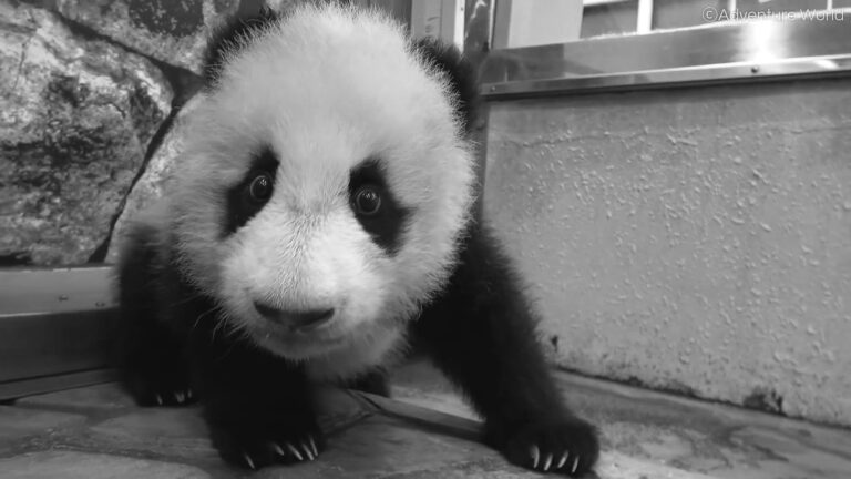 Read more about the article Fluffy Panda Cub Wobbles On Hind Legs And Face-Plants