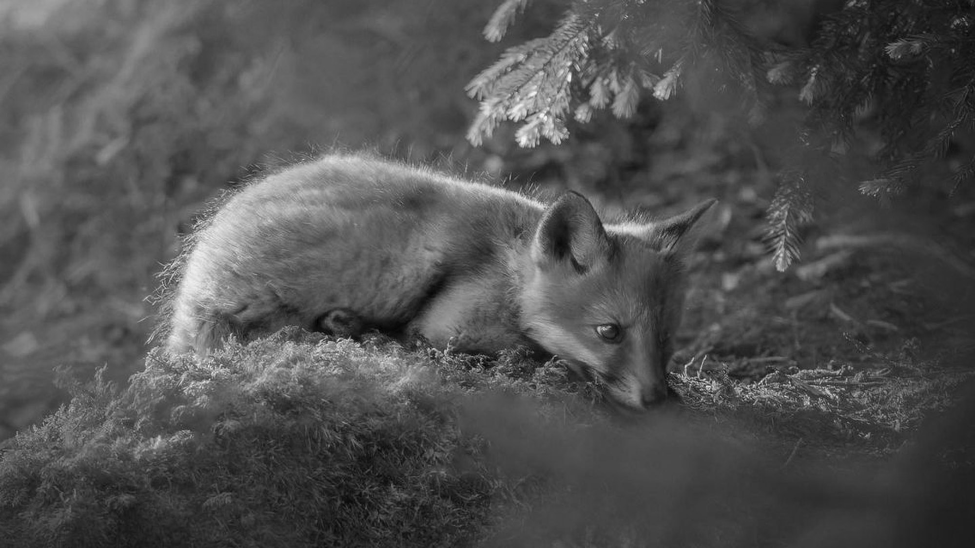 Read more about the article Swedish Photographer Becomes Online Hit With Incredible Wildlife Snaps