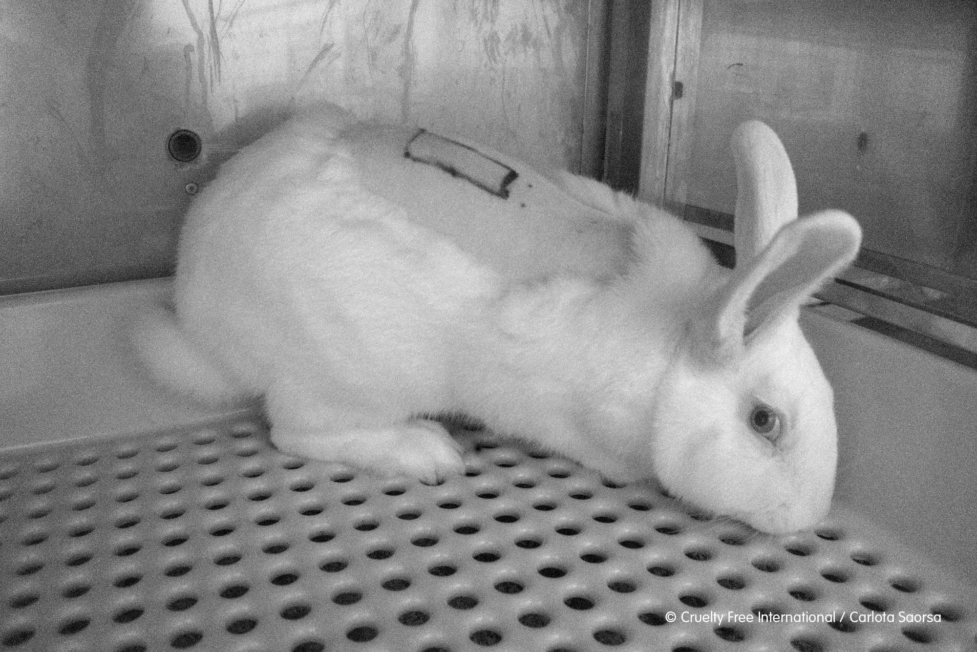 Read more about the article Whistle-Blower Video Shows Harrowing Animal Suffering In Spanish Testing Lab