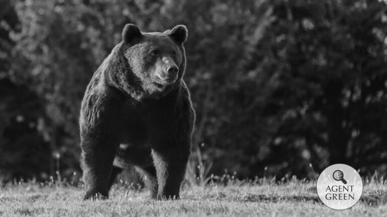 Read more about the article Liechtensteiner Prince Slammed For Hunting Largest Brown Bear In Romania
