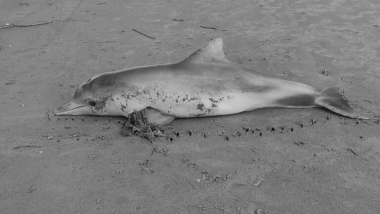 Read more about the article Dead Female Dolphin Found Washed Up On Beach Killed By A Pair Of Female Knickers Wrapped Around Its Flipper