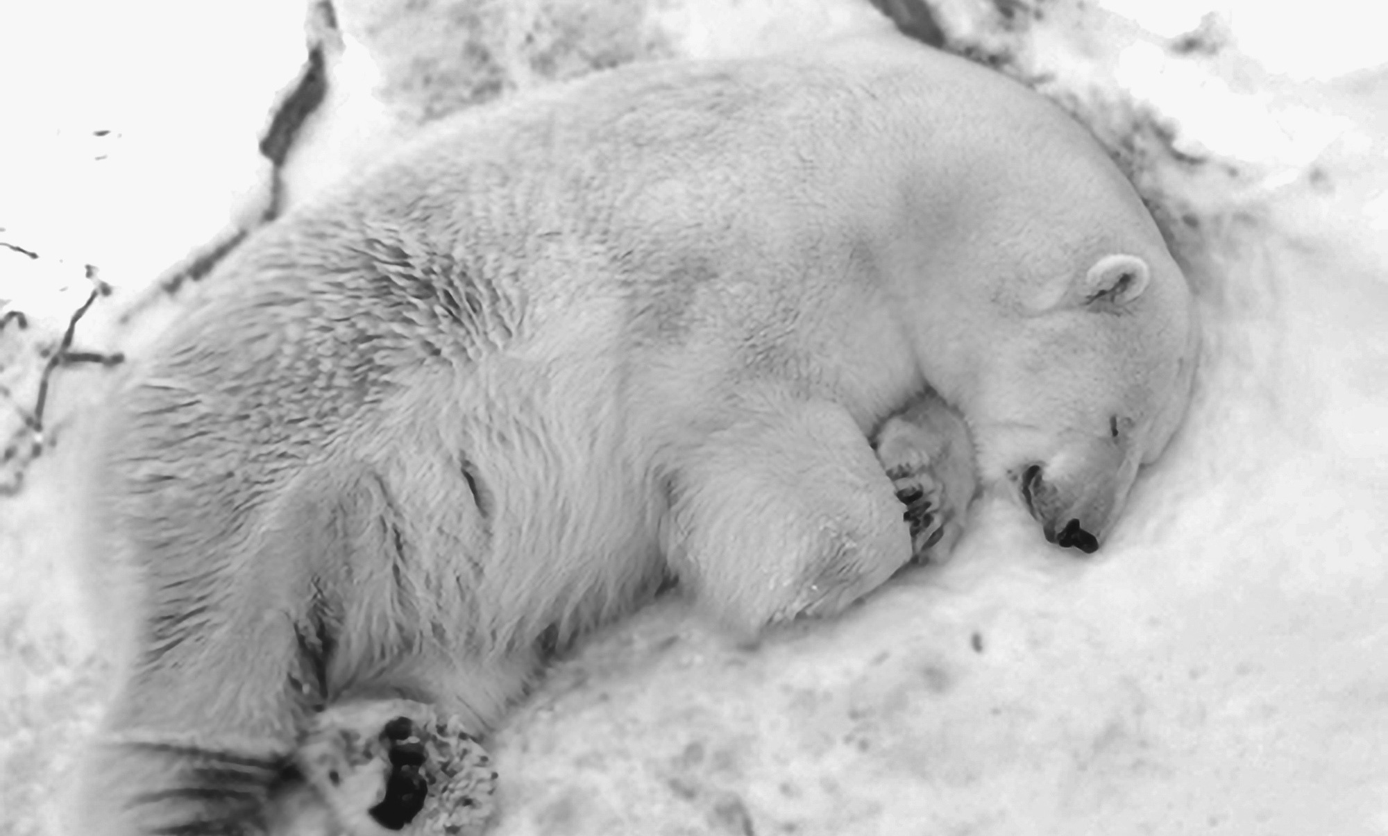 Read more about the article Popular Polar Bear Dies At Zoo After Swallowing Toy Ball