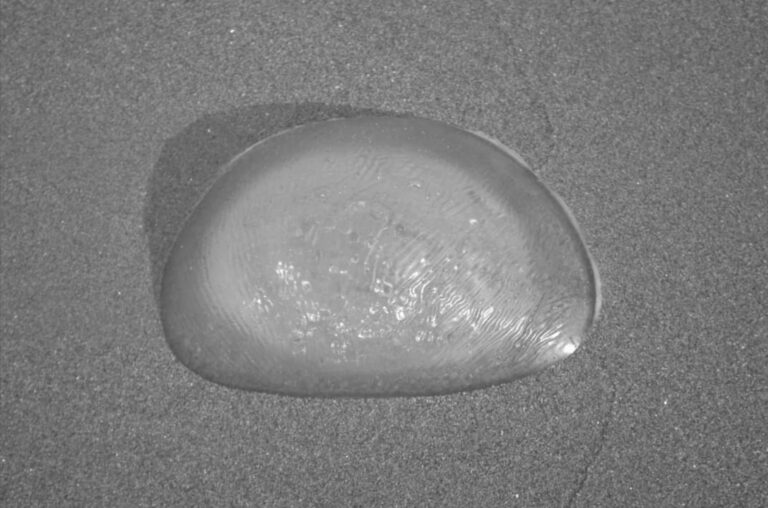 Read more about the article Beachgoers Confuse Fake Breast For Jellyfish Washed Up On The Coast