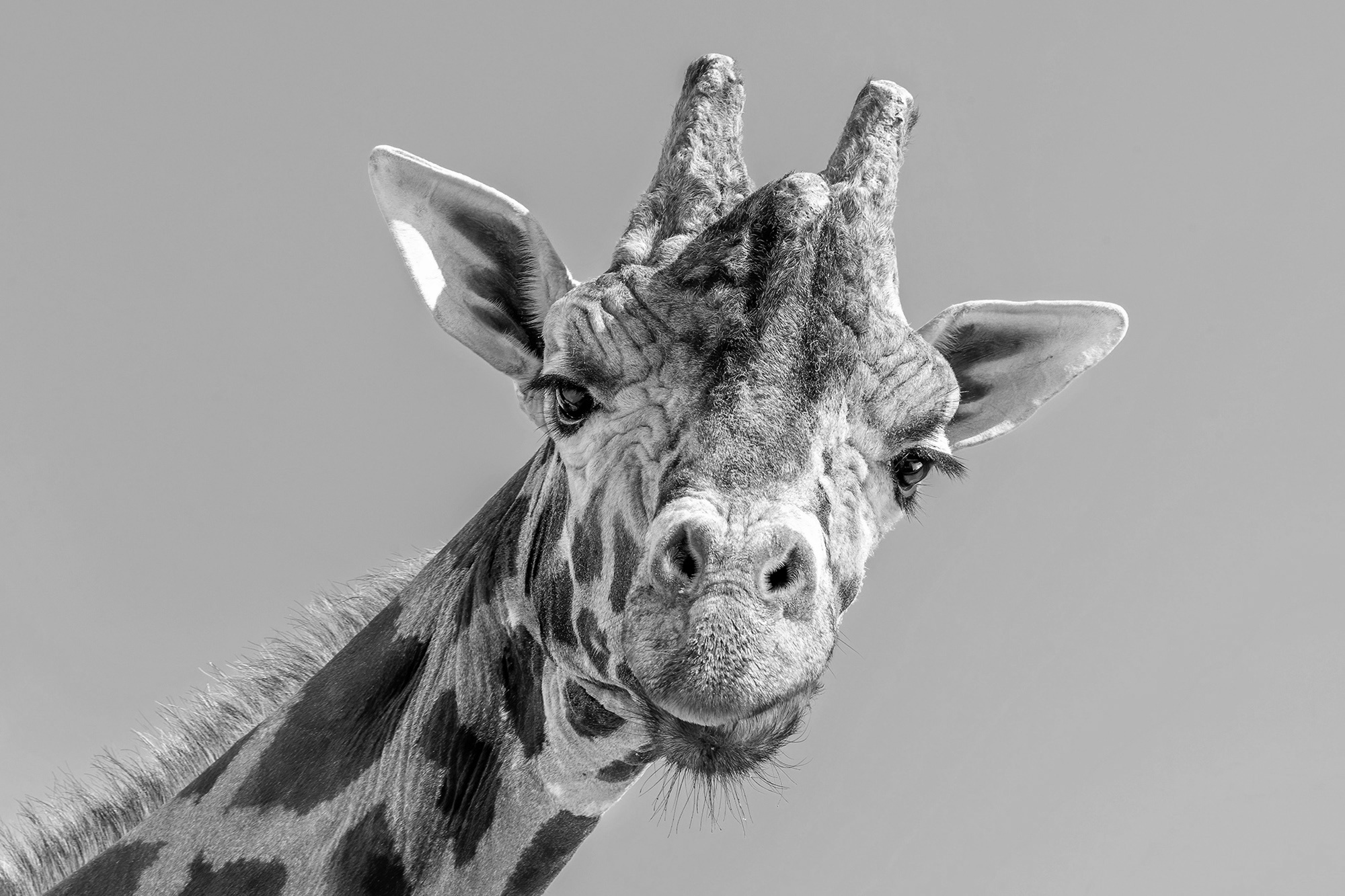 Read more about the article Zoo In Vienna Says Goodbye To Europes Oldest Giraffe