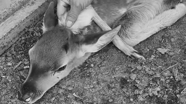 Read more about the article Deer Born In China With Fifth Leg Protruding From Back Of Head