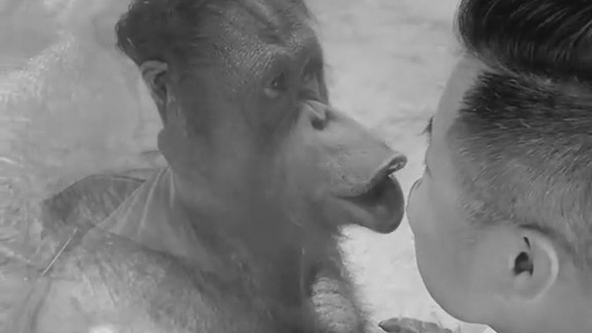 Read more about the article Moment Zoo Goer Shares Kisses With Sad Orangutan He Saw Sitting Alone