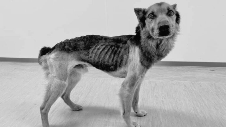 Read more about the article Polish Couple Busted After Starving Skinny Dog To Half Its Normal Weight