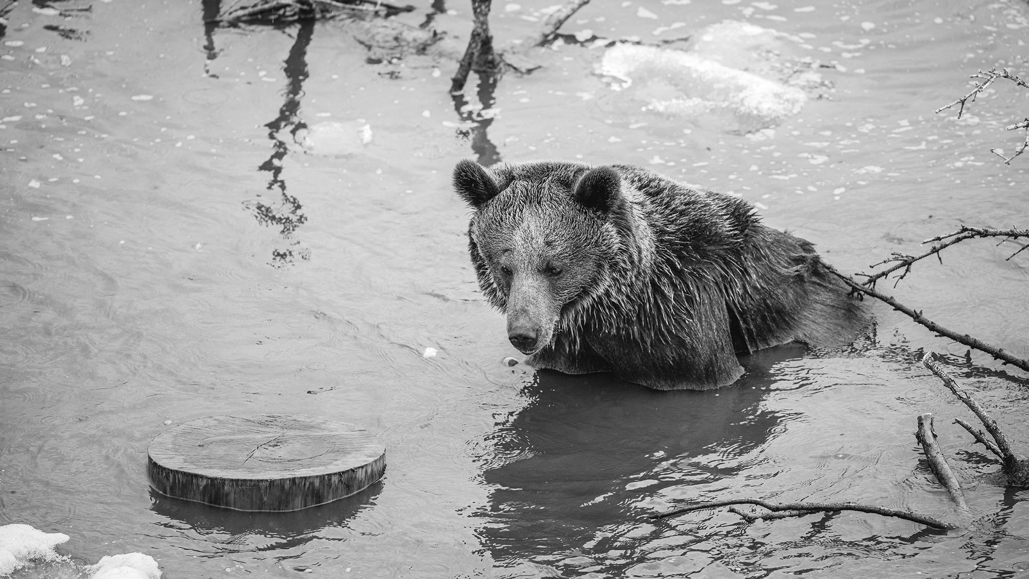 Read more about the article Worlds Loneliest Bear Wakes Up From First Ever Winter Sleep In New Alpine Paradise Home