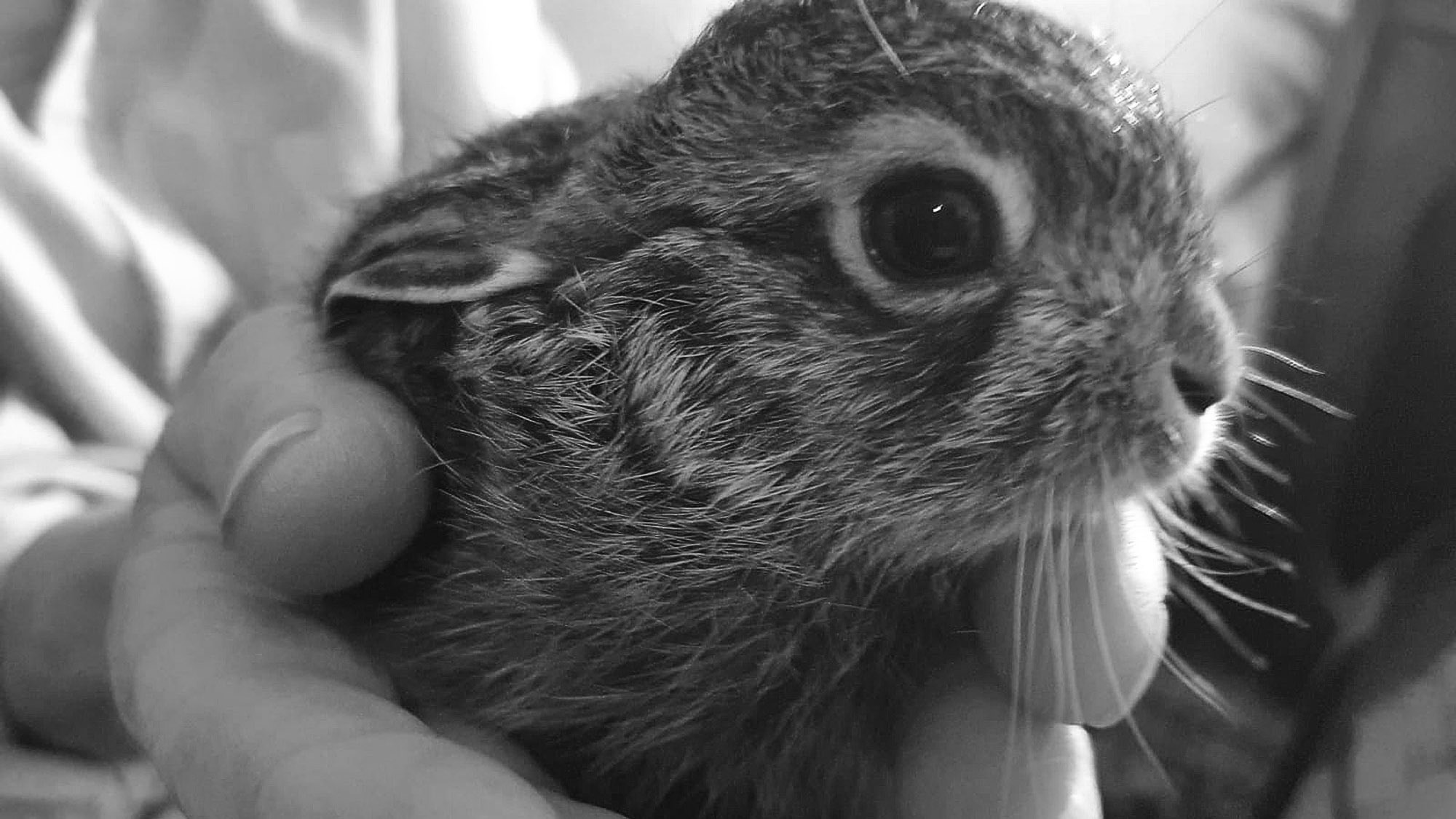 Read more about the article Mother Saves Baby Hares Life By Feeding It Her Breast Milk