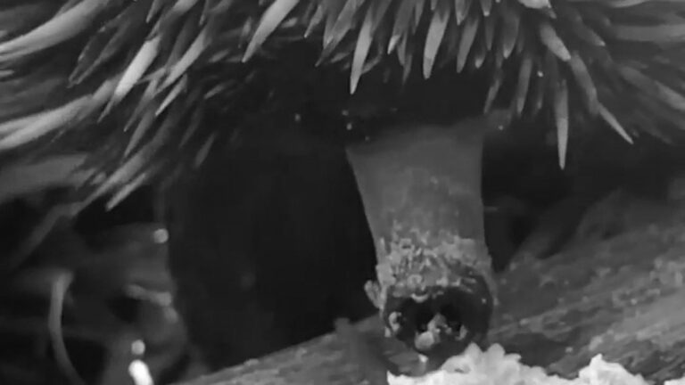 Read more about the article Weird But Captivating Moment Echidna Eats By Protruding Long Tongue