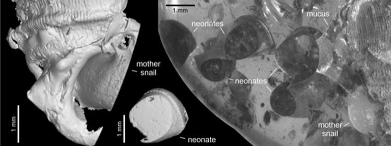 Read more about the article Oldest Snail From Previously Unknown Species Preserved In 99 Million Year Old Piece Of Amber Gave Birth To 5 Offspring