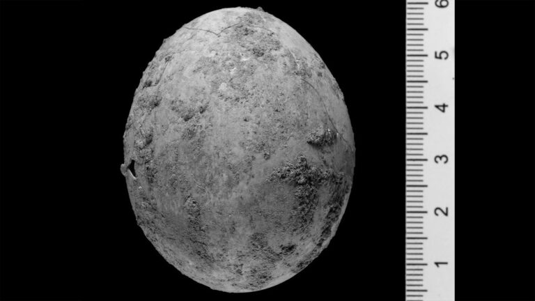 Read more about the article Intact 1,000 Year Old Chicken Egg Found In Cesspit, Preserved By Ancient Poo