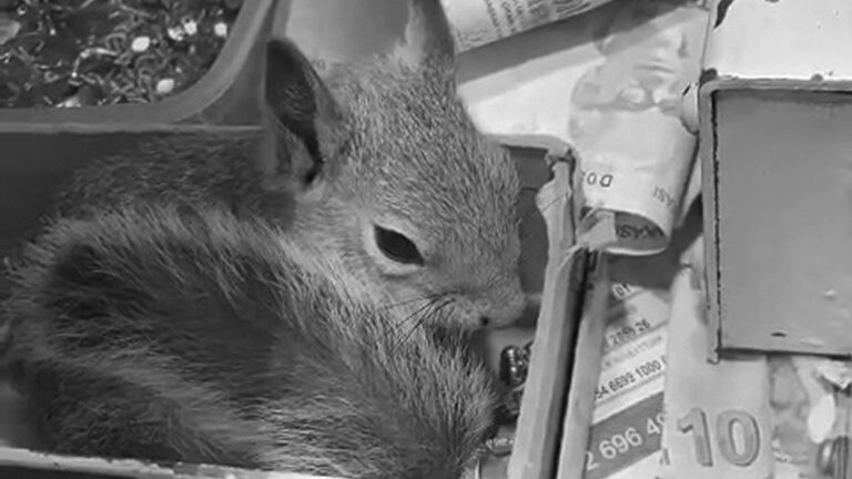 Read more about the article Rescued Squirrel Is Cash Drawer Guardian In Jewellers