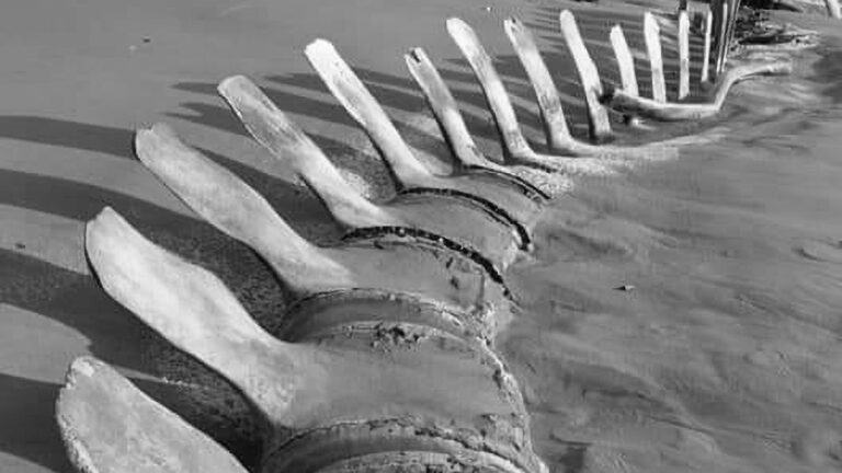 Read more about the article Mystery Of Giant Skeleton That Suddenly Appeared And Disappeared Again On Beach