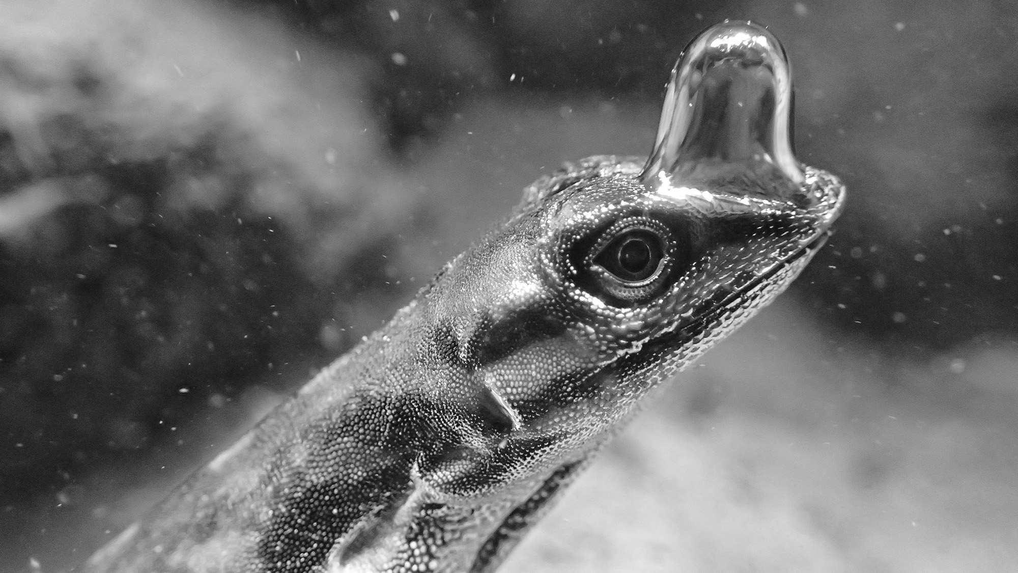 Read more about the article Scuba Diving Lizzard Uses Bubble Of Air On Its Nose To Breath Underwater When Hiding From Predators