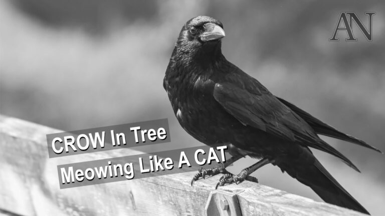 Read more about the article Crow In Tree Heard Meowing Like A Cat To Drive A Feline Away From Its Nest