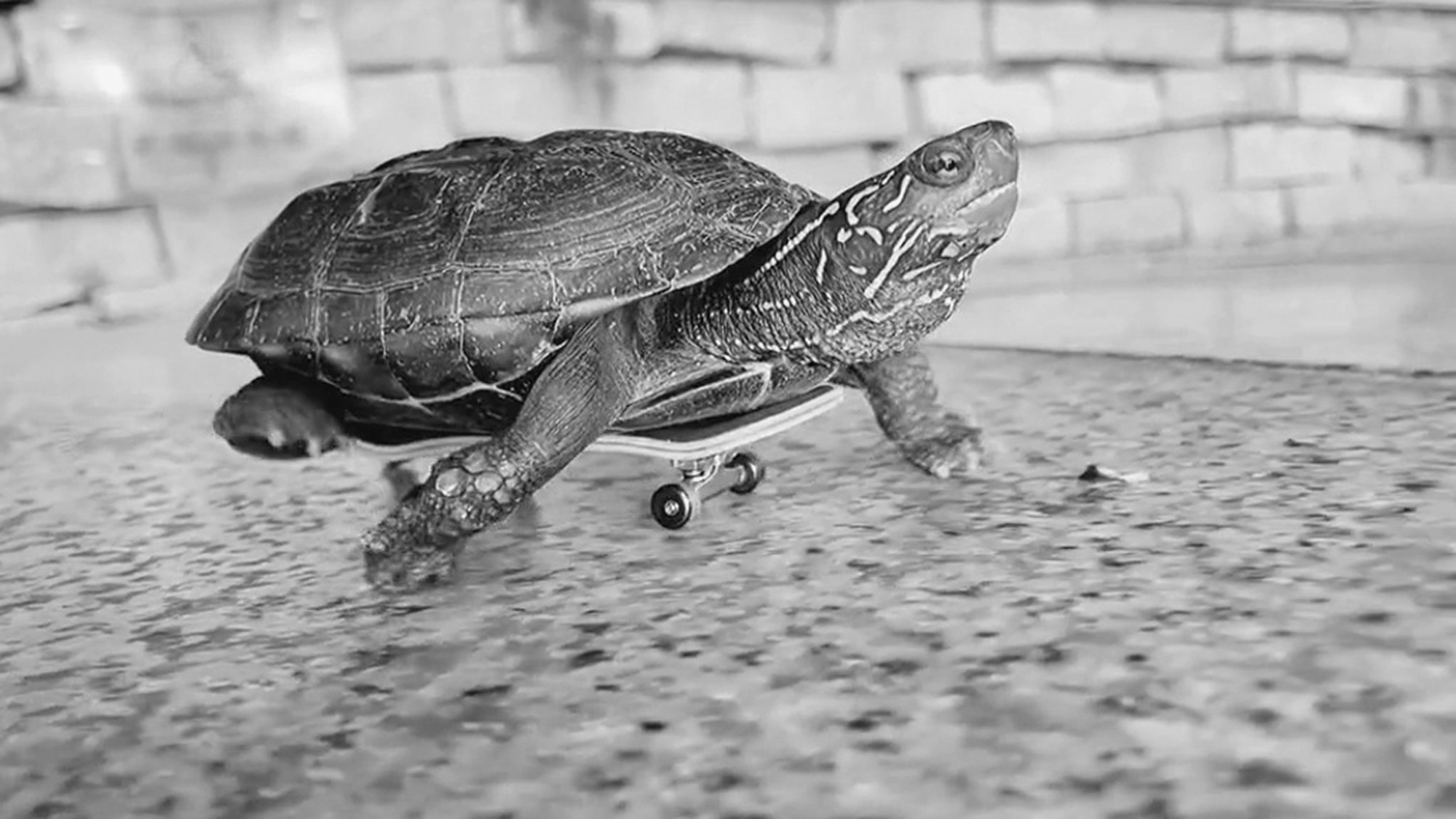 Read more about the article Not So Slow Turtles Whizz Around On Special Little Skateboards