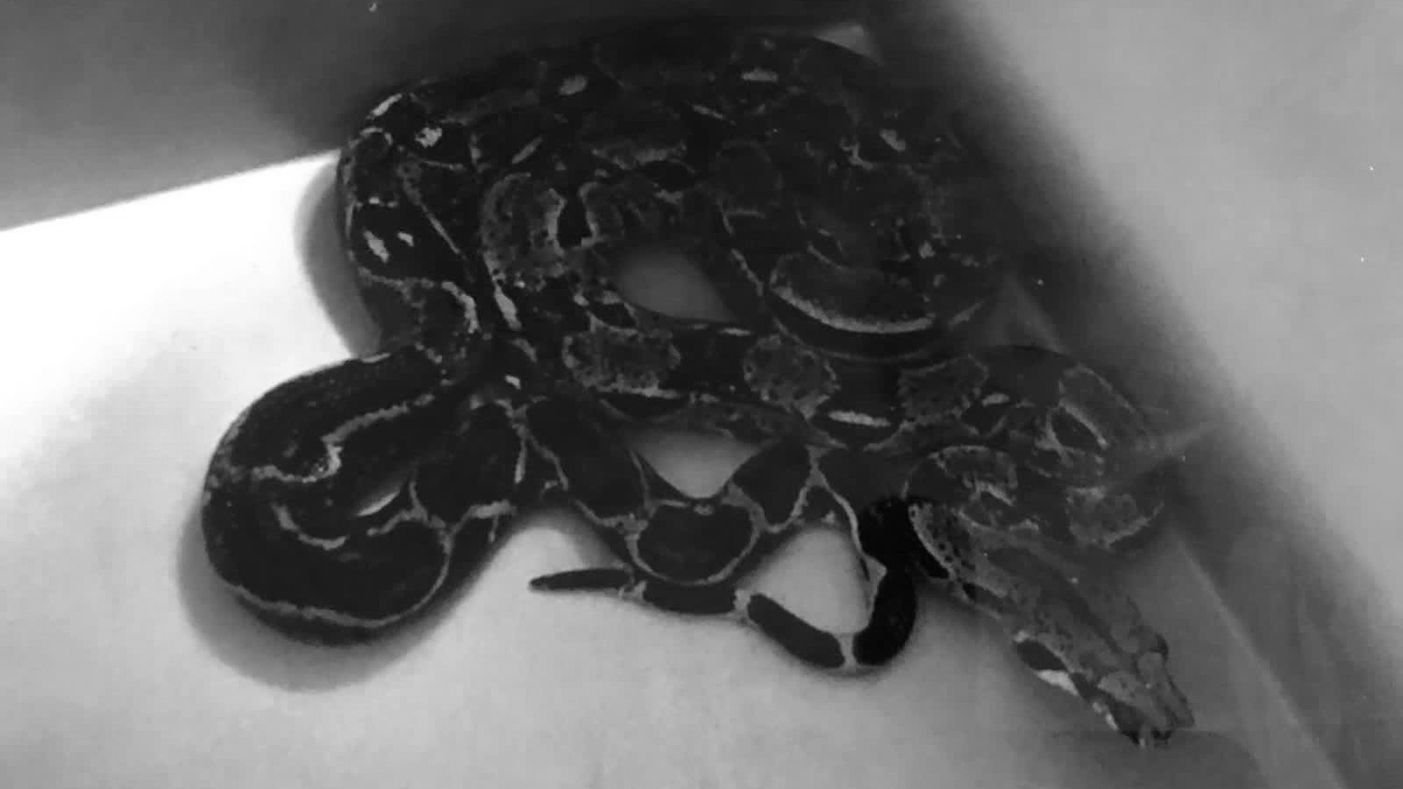 Read more about the article Another Large Snake Turns Up In Austrian OAPs Toilet Due To Popularity Of Exotic Pets