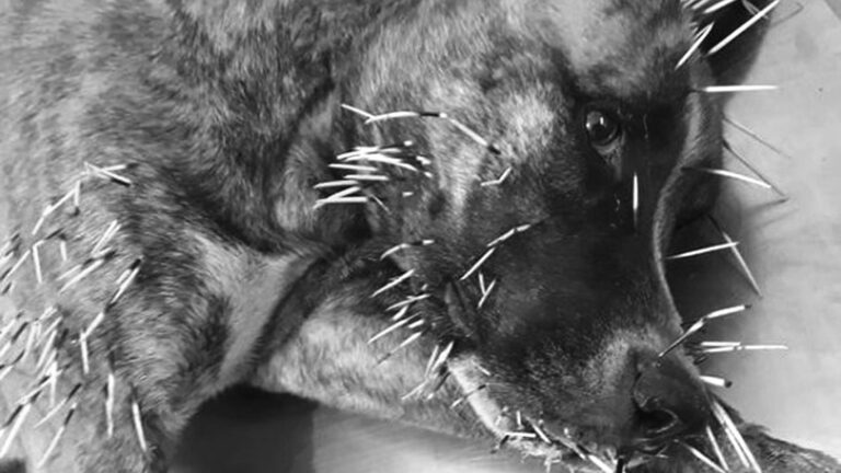 Read more about the article Dog Doing Well After Getting Pierced By Dozens Of Porcupine Spines