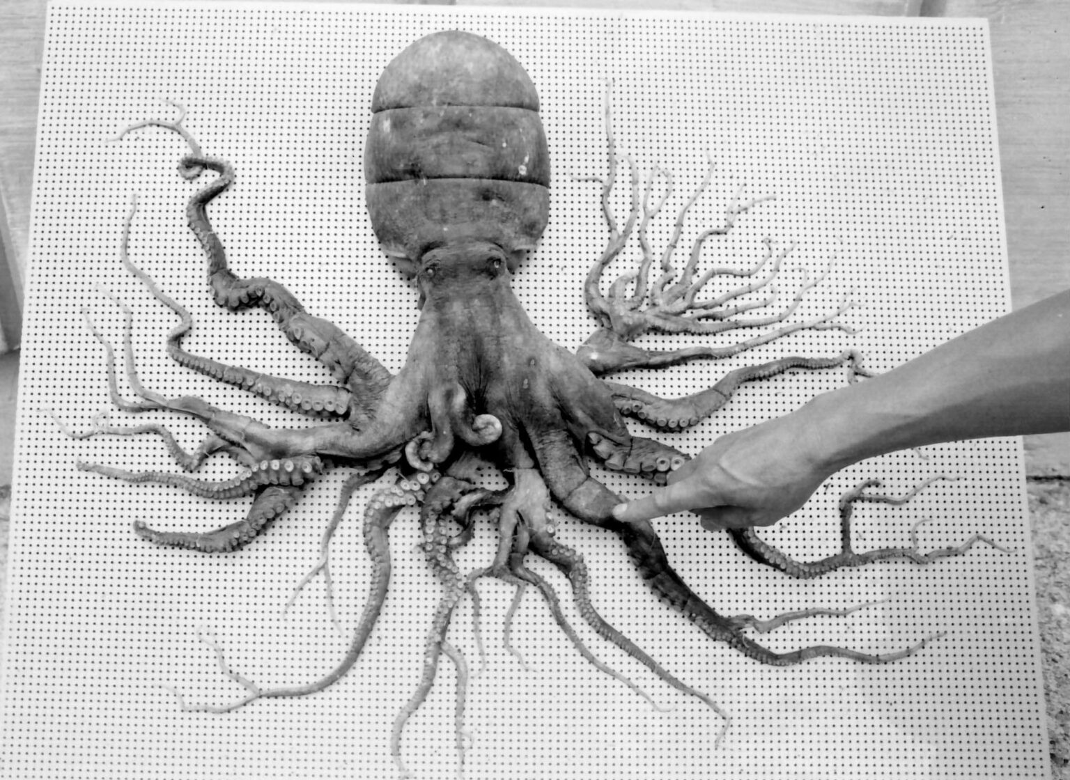can octopus regenerate tentacles