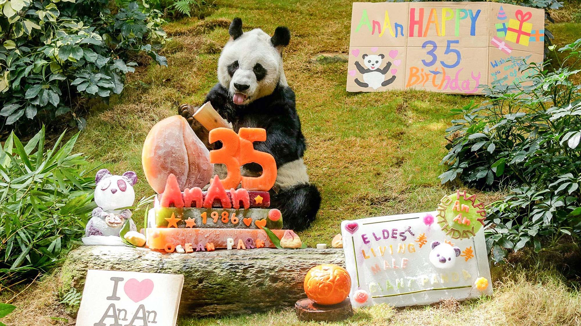 Read more about the article Oldest Male Panda In Captivity Celebrates 35th Birthday With Bamboo Flavoured Haagen Dazs Ice Cream