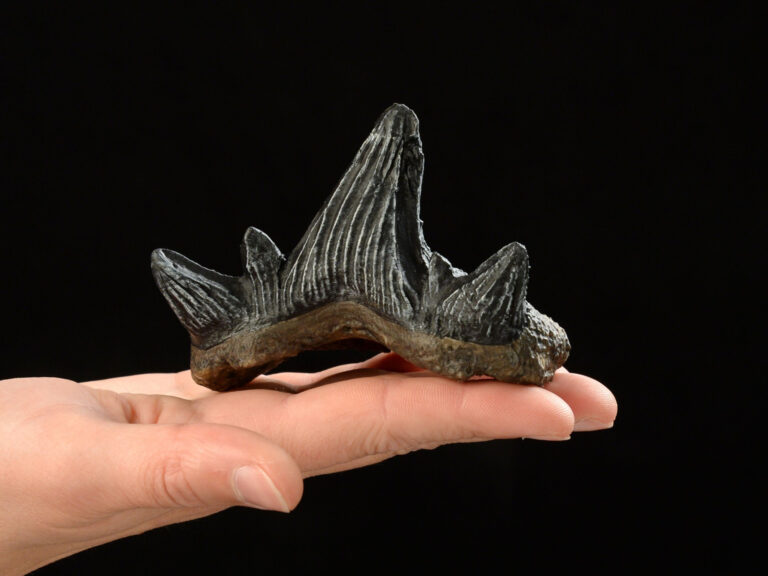 Read more about the article Austrias Oldest Shark Teeth Shed Light On Climate Crisis 325M Years Ago