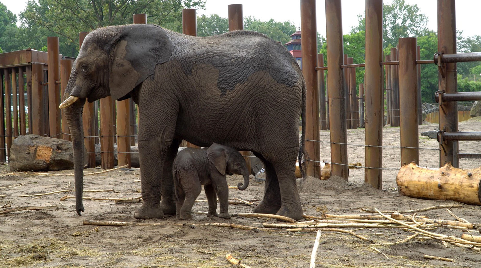 Read more about the article Еlephant Mum That Killed Last Calf Gives Birth To New Baby Elephant In Dutch Zoo