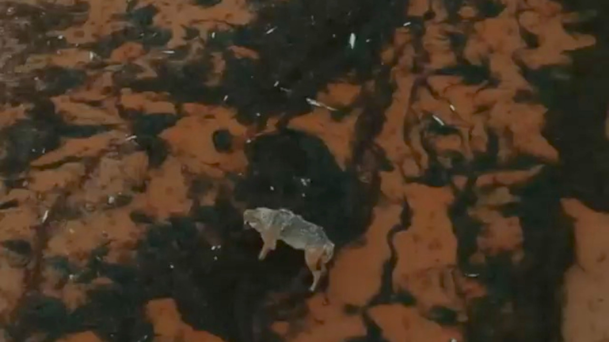 Read more about the article Rare Red Wolf Filmed Snatching up Fish from Shore of Drying Up Lake