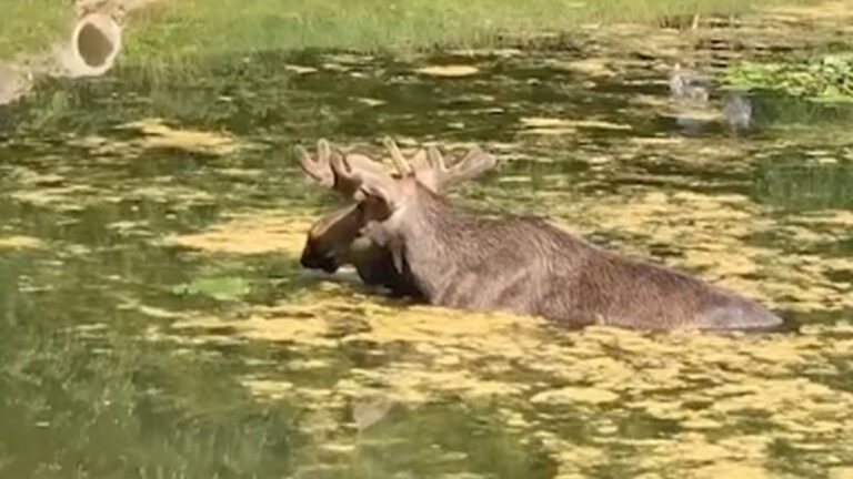 Read more about the article Large Moose Takes Dip In Moscow Park Pond 2 Days Running Amid Heatwave