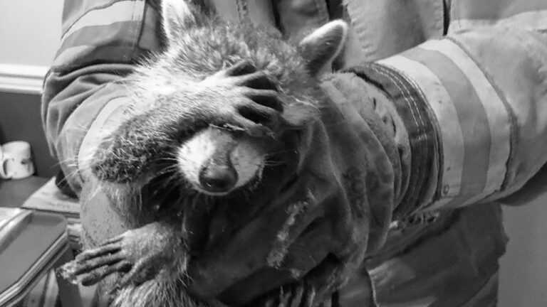 Read more about the article Embarrassed Raccoon Hides Face Every Time Its Picked Up After Being Caught Raiding Fridge