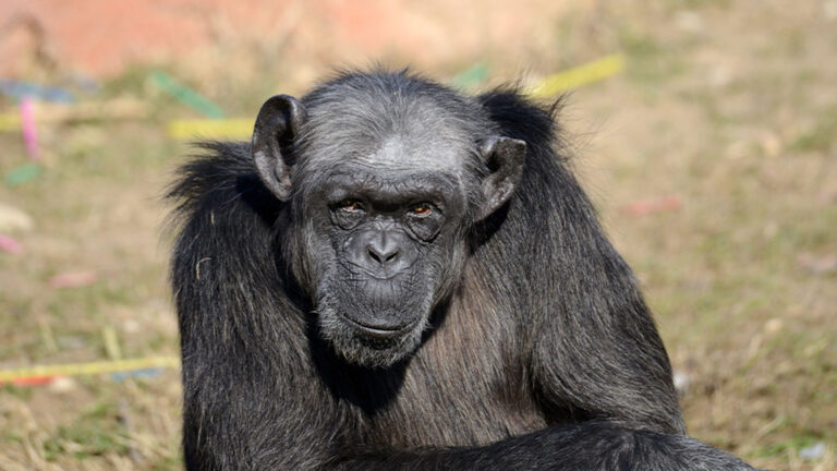 Read more about the article Judy The Oldest Chimpanzee In Europe Has Died At The Age Of 49