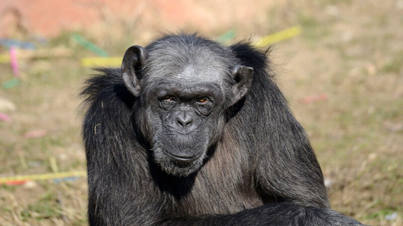 Judy The Oldest Chimpanzee In Europe Has Died At The Age Of 49