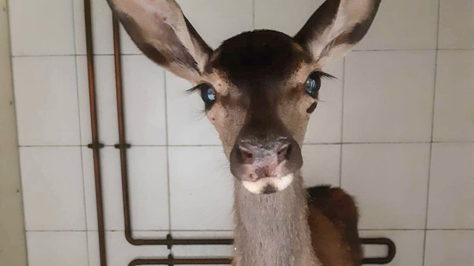 Read more about the article Fawn Horrifically Burned During Wildfires In Sardinia That Was Expected Never to Walk Again Stands On Her Own