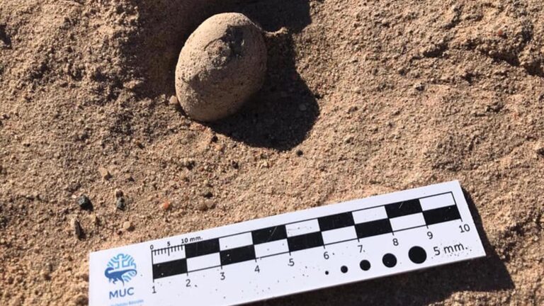 Read more about the article Boffins Unearth 73 Fossilised Dino Bird Eggs From 85 Million Years Ago On University Campus