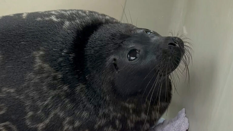 Read more about the article Five Ringed Seals Released Back Into The Wild After Treatment At Russian Centre