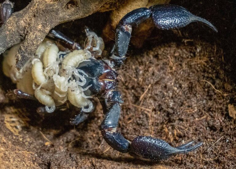Read more about the article Fascinating Footage Shows Birth Of Largest Scorpions In World