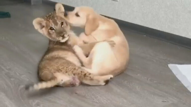 Read more about the article Three Legged Lion Cub Befriends Labrador Puppy At Russian Zoo