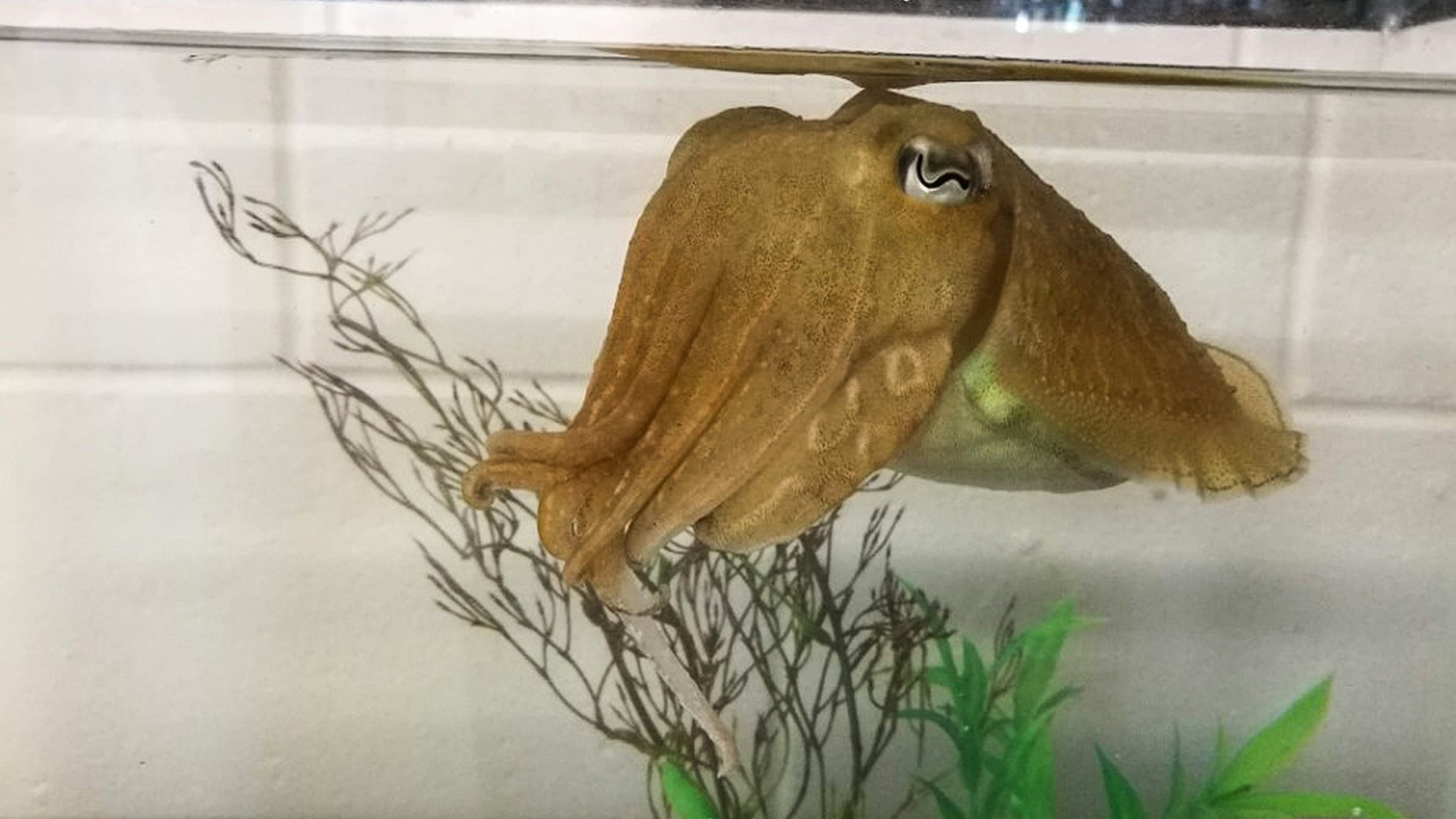 Read more about the article Study Finds Unlike Humans Cuttlefish Retain Strong Memories Of Past Events Even In Old Age