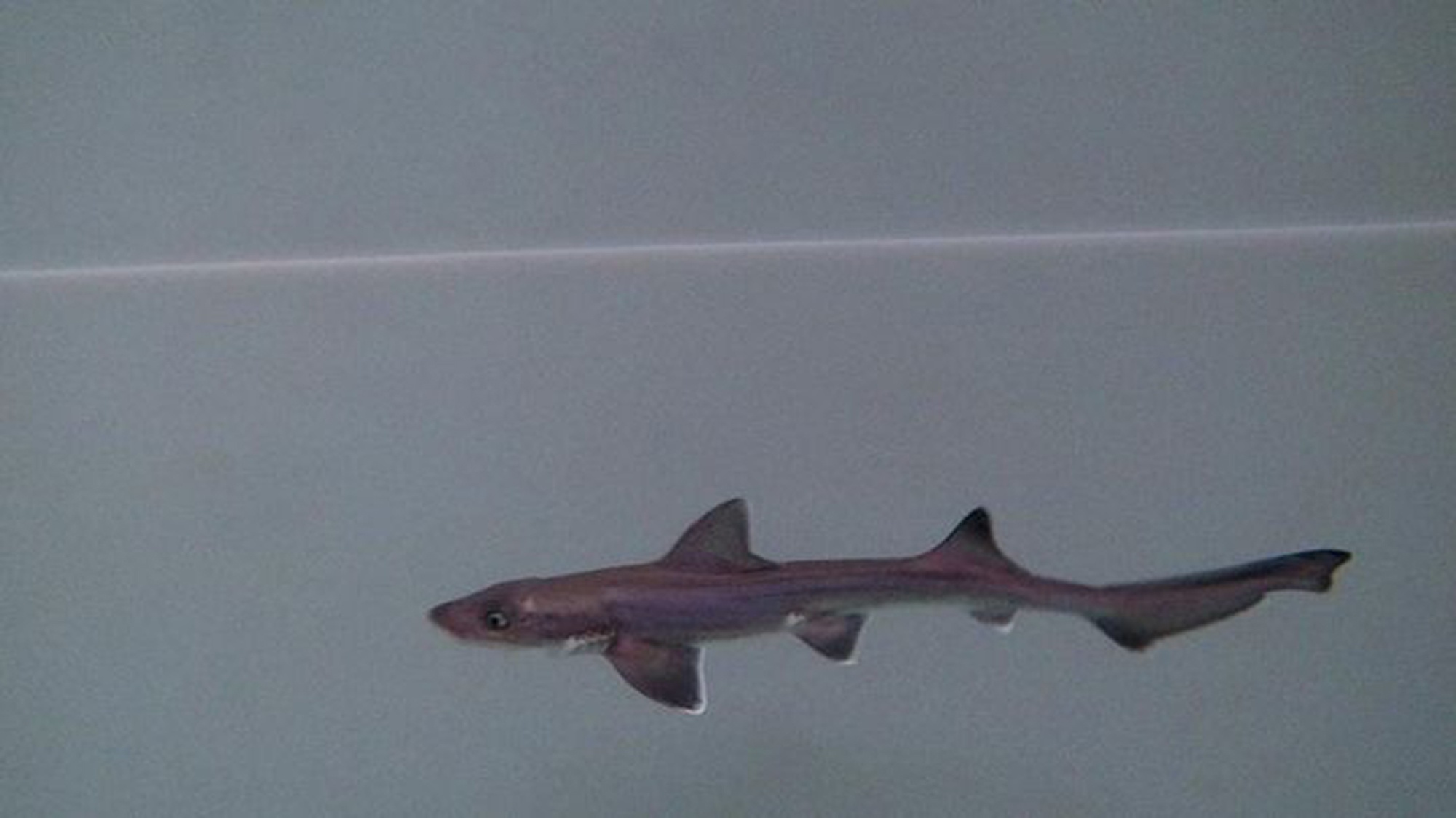Read more about the article Miracle Baby Shark Born Even Though There Are No Male Sharks In The Tank