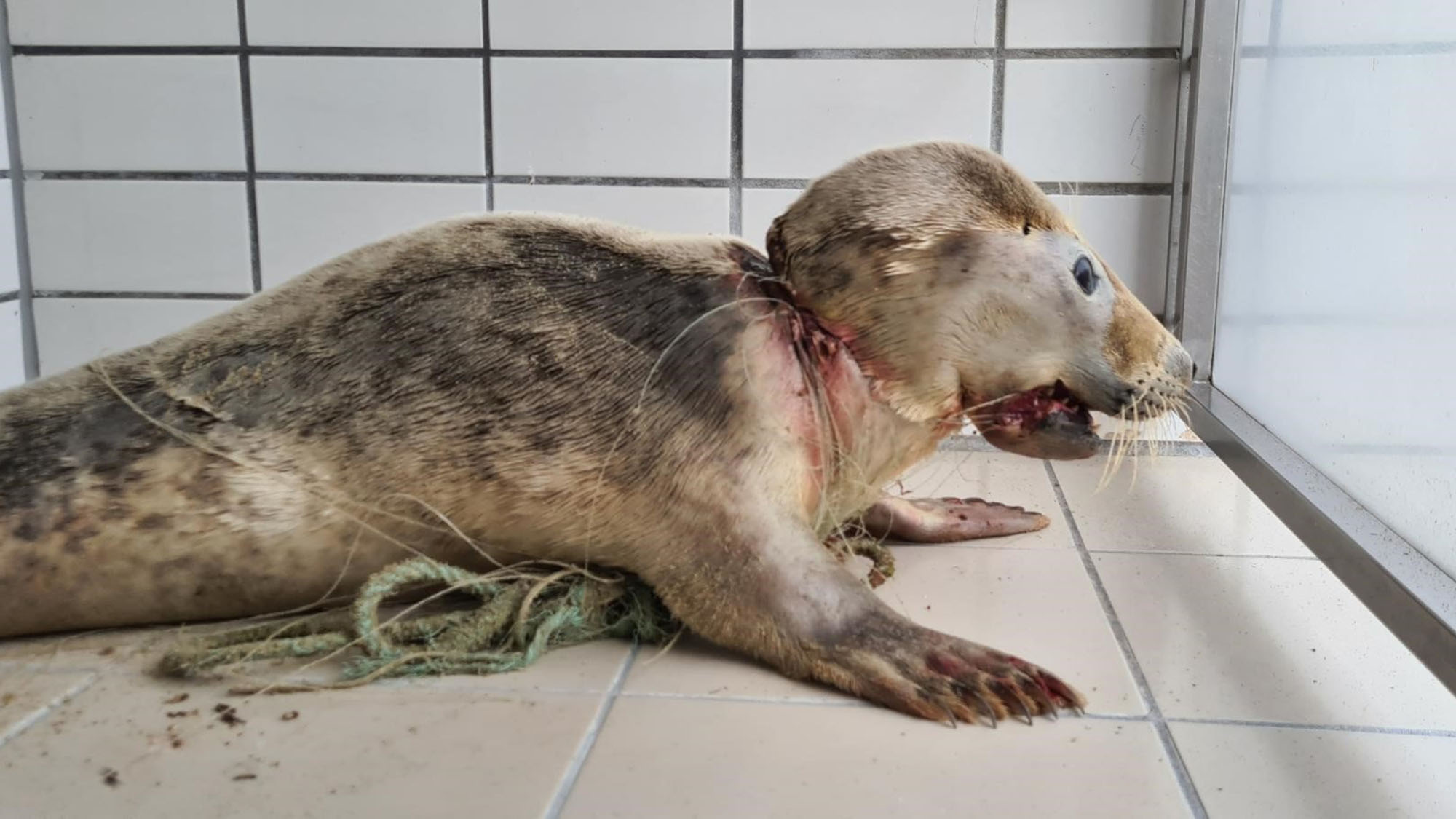 Read more about the article Nylon The Seal Filmed Playing After Being Freed From Net That Almost Sliced Through His Jaw And Neck